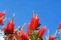 Plant of Callistemon with red bottlebrush flowers and flower buds against intense blue sky on a bright sunny Spring day. Royalty Free Stock Photo