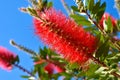 Plant of Callistemon with red bottlebrush flowers and flower buds against intense blue sky on a bright sunny Spring day. Royalty Free Stock Photo