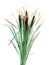 Plant cane isolated Royalty Free Stock Photo