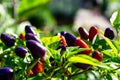 Plant Capsicum annuum - Chilli Pepper `Prairie Fire`