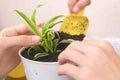 Plant care concept. Mom and son`s hands are planting houseplant. Repotting the Chlorophytum in the pot.