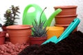 Plant care Haworthia Royalty Free Stock Photo