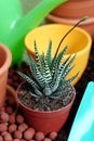 Plant care Haworthia Royalty Free Stock Photo