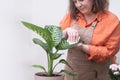 plant care woman wiping cleaning leaf of dieffenbachia transplanted into new pot, optimal growth.