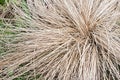 Plant Carex comans Royalty Free Stock Photo