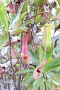 Portrait: Pitcher Plant or Nepenthes Alata