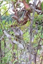 Rotten pitcher plants or Nepenthes Alata