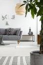 Plant on carpet in scandinavian living room interior with grey sofa and posters on white wall. Real photo Royalty Free Stock Photo