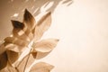 a plant casts a shadow on a wall with a light colored back drop of sunlight on the side of the wall and a shadow of a plant on