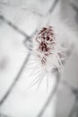 Plant Caught in a Wire Fence on a Cold Morning Royalty Free Stock Photo