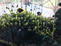 Plant the Caulerpa lentillifera or Green caviar in fish tank.