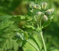 Celandine plant growing wild