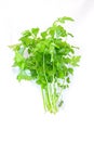 Plant celery flavor to foods