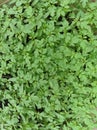 plant celery leaf seeds in large quantities