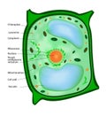 Plant cell Royalty Free Stock Photo