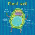 Plant cell anatomy