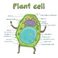 Plant cell anatomy