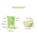 Plant cell anatomy and cross-section of Amyloplast Royalty Free Stock Photo