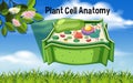 Plant Cell Anatomy Diagram Royalty Free Stock Photo