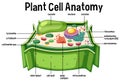 Plant Cell Anatomy diagram Royalty Free Stock Photo