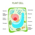 Plant cell anatomy. Royalty Free Stock Photo