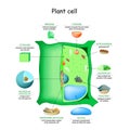 Plant cell anatomy structure Royalty Free Stock Photo