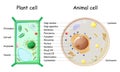 Plant Cell and Animal cell structure Royalty Free Stock Photo