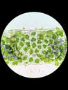 Plant cell with chloroplast under microscope Royalty Free Stock Photo