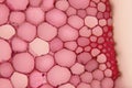 Plant cell cross section of stem Royalty Free Stock Photo