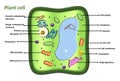 plant cell diagram vector Infographic illustration. Royalty Free Stock Photo
