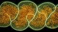 Plant cell eukaryotes background wallpaper for PowerPoint and presentations ai generated