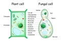 Plant cell and fungal yeast cell structure Royalty Free Stock Photo