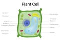 Plant cell