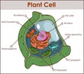 Plant cell isolated on white photo-realistic vector illustration