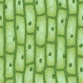 Plant cell pattern2 Royalty Free Stock Photo