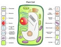 Plant cell structure anatomy infographic diagram Royalty Free Stock Photo