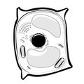 Plant cell structure. black and white Vector. line icon.