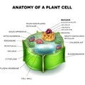 Plant Cell Royalty Free Stock Photo