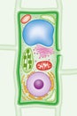 Plant cell structure cross section illustration