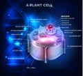 Plant Cell structure and DNA chain Royalty Free Stock Photo