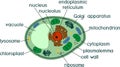 Plant cell structure with titles