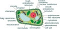 Plant cell structure with titles Royalty Free Stock Photo