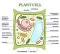 Plant cell structure with inner parts labeled description outline diagram Royalty Free Stock Photo