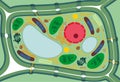 Plant cell structure with organelles