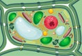 Plant cell structure with organelles