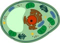 Plant cell structure with organelles