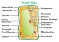 Plant cell structure parts anatomy infographic diagram Royalty Free Stock Photo