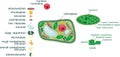 Plant cell structure with titles and different organelles