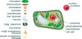 Plant cell structure with titles and different organelles