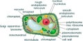 Plant cell structure with titles Royalty Free Stock Photo